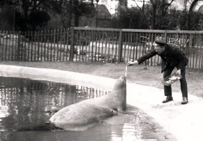 ゾウアザラシが飼育員から餌を与えられている、1914 作： Frederick William Bond